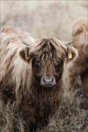 Garden poster Scottish Highlander A  Garden poster Scottish Highlander AÂ
