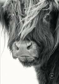 Garden poster Scottish Highlander B Garden poster Scottish Highlander B